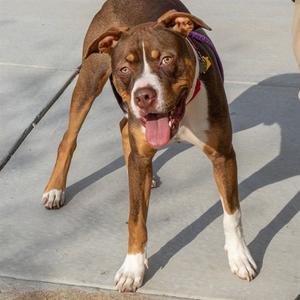 JASKIER, Pit Bull Terrier, young, available for adoption