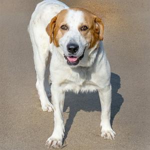 A white and brown dog standing on a sandy surface, looking directly at the camera with its mouth slightly open.