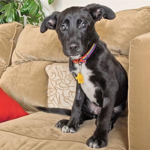 DAKOTA, German Shepherd Dog, young, available for adoption