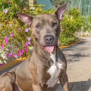 KING, Pit Bull Terrier, senior, available for adoption