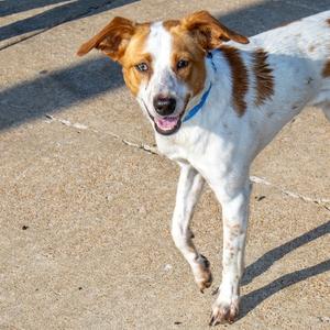 A white and brown dog with a blue collar is walking on a concrete surface, looking towards the camera with its mouth open and tongue out.