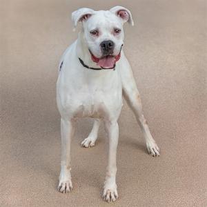 MEA, Boxer, senior, available for adoption