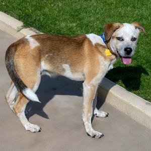 GROVER, Pit Bull Terrier / Australian Cattle Dog/Blue Heeler, puppy, available for adoption