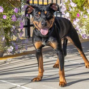 KRAKEN, Rottweiler, young, available for adoption