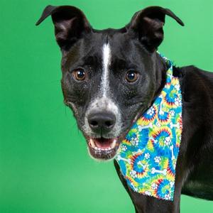 CAIDEN, Pit Bull Terrier, adult, available for adoption