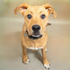 A brown dog with floppy ears and a black collar, looking directly at the camera.