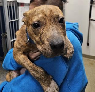 ERNIE, Pit Bull Terrier, young, available for adoption