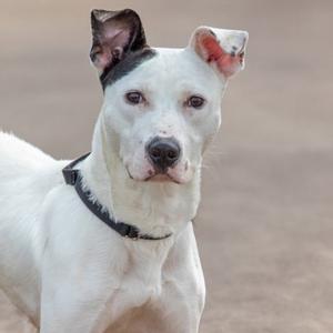 A white dog with black markings on its ears and face, wearing a black collar, looking directly at the camera.