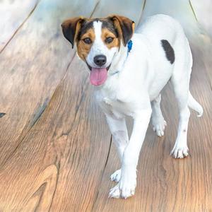 HUZZAH, Beagle, young, available for adoption