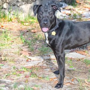 black dog standing on grass
