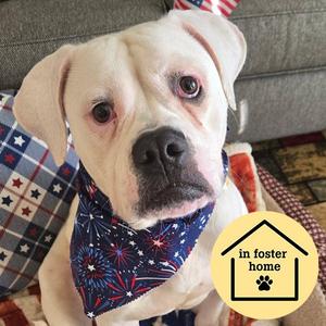 CORDELIA, American Bulldog, adult, available for adoption