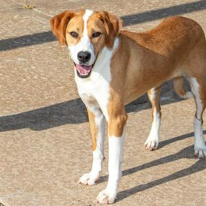 GRACIE, Labrador Retriever, adult, available for adoption