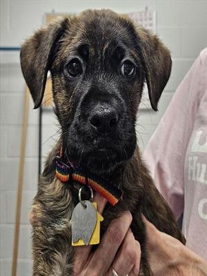 RUDI, Australian Shepherd, puppy, available for adoption
