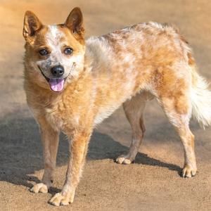 MATILDA, Australian Cattle Dog/Blue Heeler, adult, available for adoption