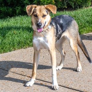 RAMONA, German Shepherd Dog / Australian Cattle Dog/Blue Heeler, young, available for adoption