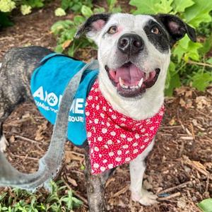 COOKIE BUTTER, Australian Cattle Dog/Blue Heeler, adult, available for adoption