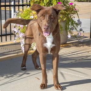 CASSIOPEIA, Labrador Retriever, young, available for adoption