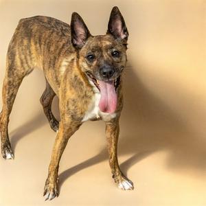 FLUTE, Australian Cattle Dog/Blue Heeler, adult, available for adoption