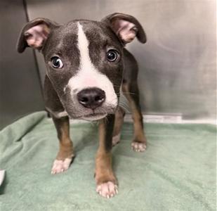 BERT, Pit Bull Terrier, puppy, available for adoption