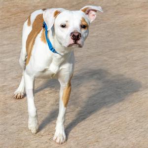 LEGEND, Beagle / Labrador Retriever, young, available for adoption