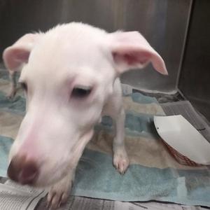 BUNSEN, Pit Bull Terrier, puppy, available for adoption