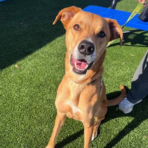 PUPPERTON, Labrador Retriever, adult, available for adoption