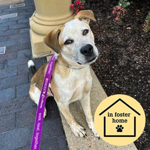 GROVER, Pit Bull Terrier / Australian Cattle Dog/Blue Heeler, young, available for adoption