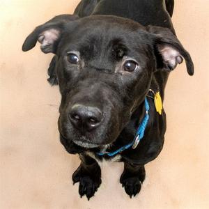 LILO, Labrador Retriever / Plott Hound, young, available for adoption