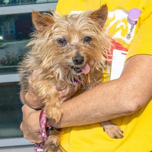HAROLD, Yorkshire Terrier Yorkie, senior, available for adoption