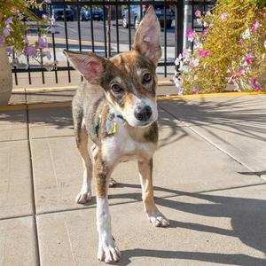 BRUCE, Australian Cattle Dog/Blue Heeler / Beagle, young, available for adoption