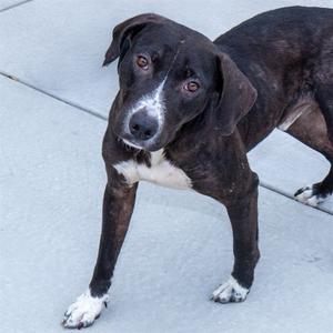 BEAVIS, Labrador Retriever, young, available for adoption