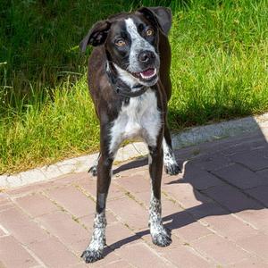 HUCKLEBERRY, Pointer, adult, available for adoption