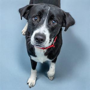 FINN, Labrador Retriever, adult, available for adoption