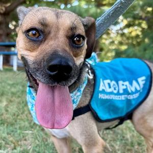 HARPER, Beagle / German Shepherd Dog, adult, available for adoption