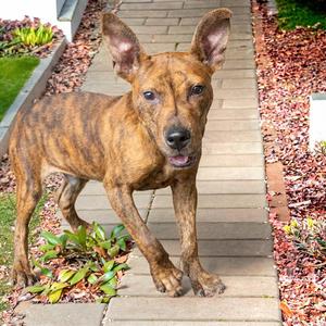 MARTIAN, Pit Bull Terrier, young, available for adoption