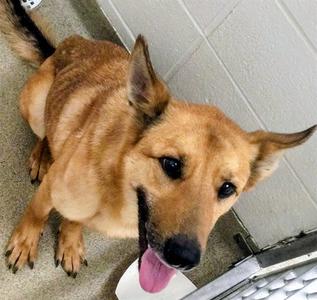 ERID, German Shepherd Dog, adult, available for adoption