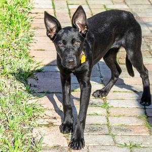 ASTORIA, Labrador Retriever, young, available for adoption