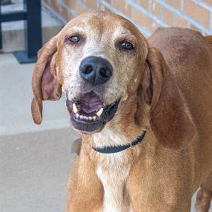 MARCUS, Bloodhound, senior, available for adoption