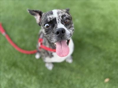 A brindle and white dog with a red collar and leash, standing on green grass, looking up with its tongue out.