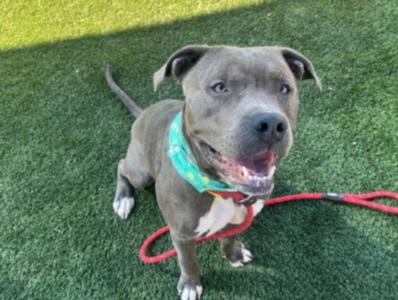 A gray dog with a blue and green bandana sitting on green grass, wearing a red leash.