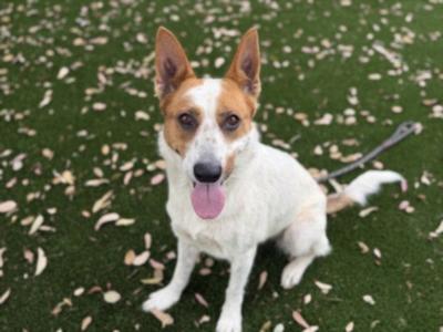 AUKO, Australian Cattle Dog/Blue Heeler, adult, available for adoption