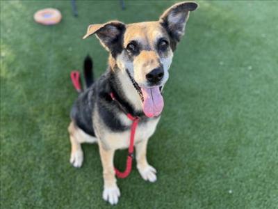 A black and tan dog with floppy ears and a red leash is sitting on green artificial turf, looking up with its tongue out.