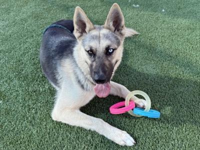 CUPCAKES, German Shepherd Dog, young, available for adoption