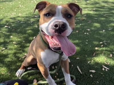 CANELO, Pit Bull Terrier, young, available for adoption