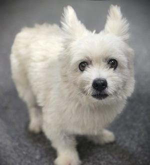 BOLT, Maltese, senior, available for adoption