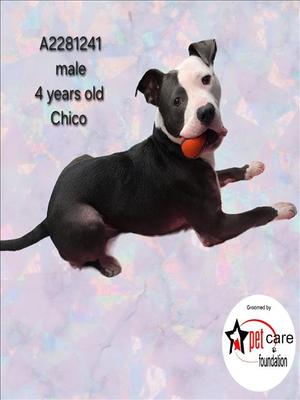 CHICO, Pit Bull Terrier, adult, available for adoption