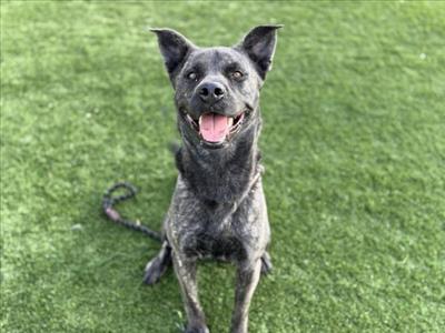BLUE, Staffordshire Bull Terrier, adult, available for adoption