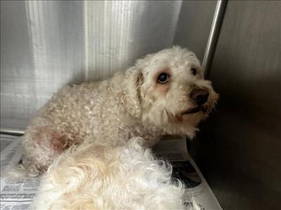 BROWNIE, Poodle (Miniature), senior, available for adoption