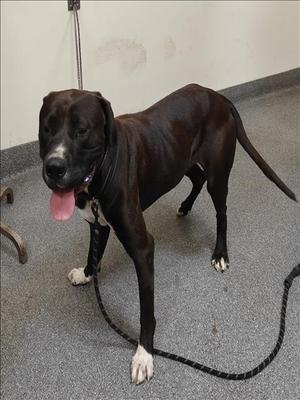 BULLY, Mastiff / Pit Bull Terrier, young, available for adoption
