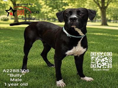 BULLY, Mastiff / Pit Bull Terrier, young, available for adoption